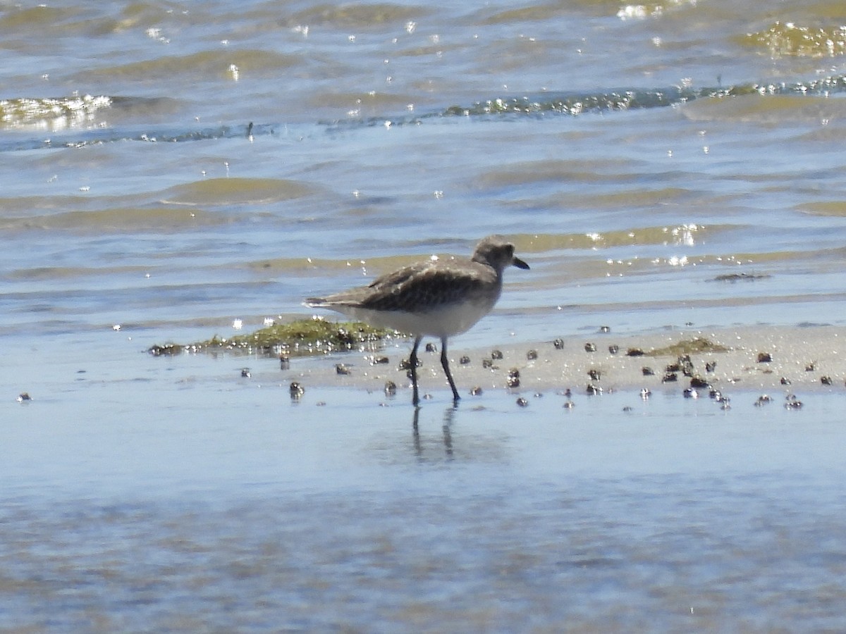 Black-bellied Plover - ML644197194