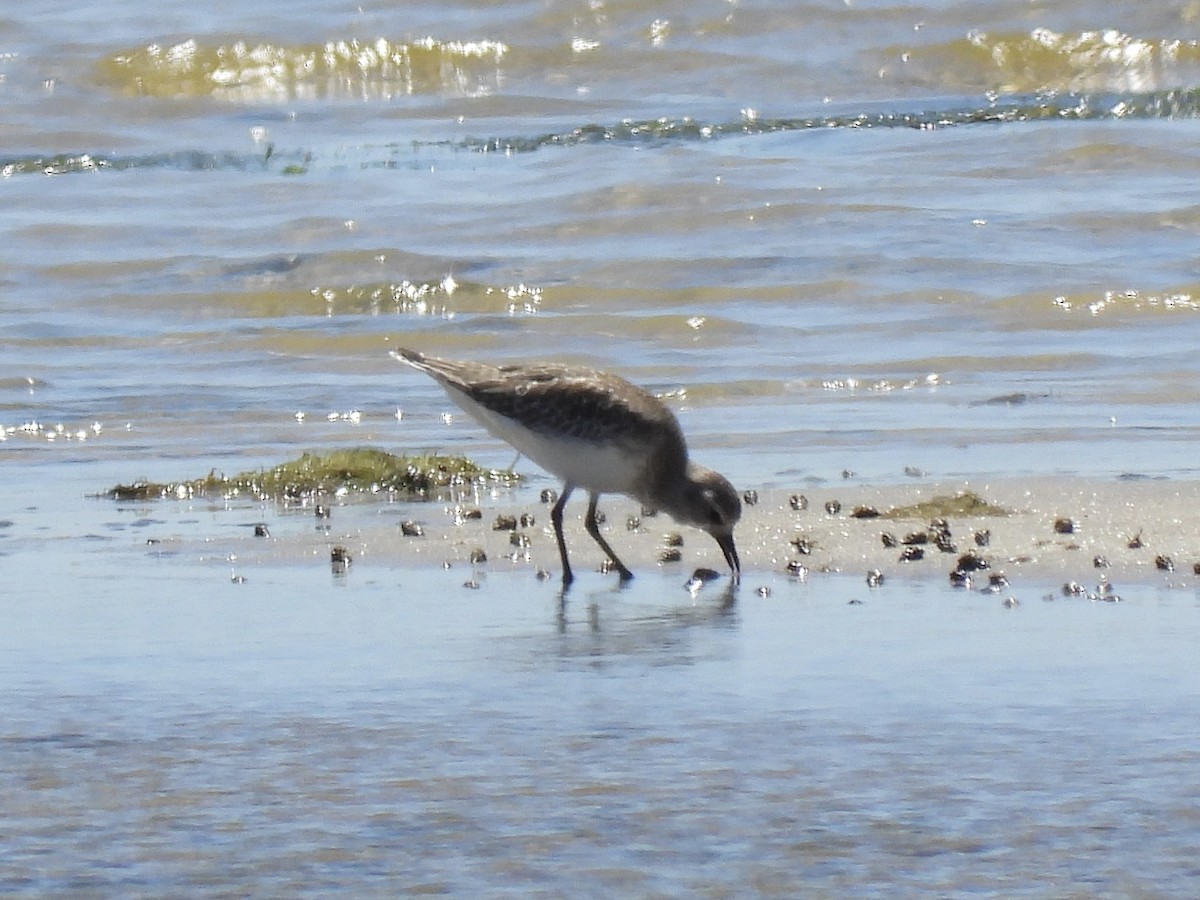 Black-bellied Plover - ML644197195