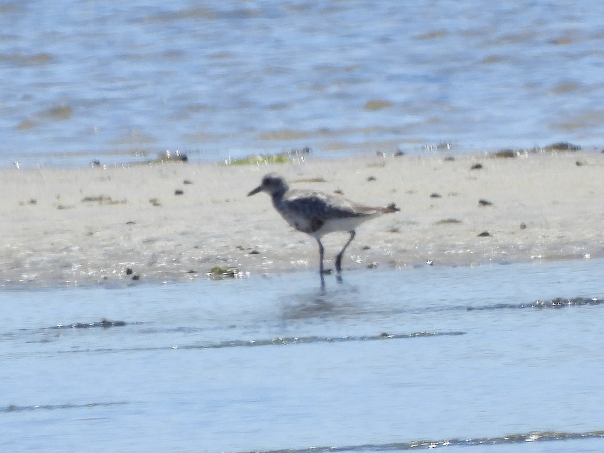 Black-bellied Plover - ML644197196
