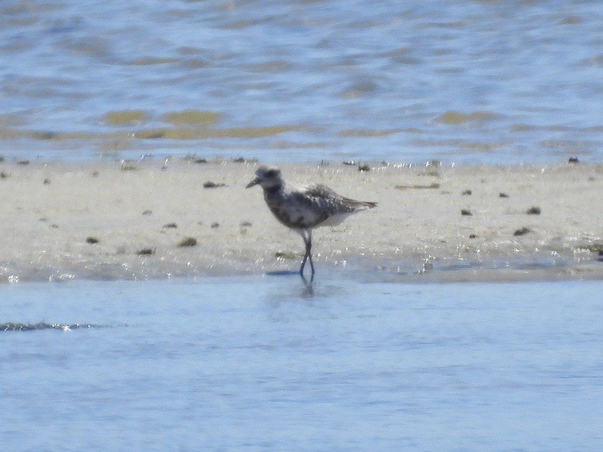 Black-bellied Plover - ML644197197