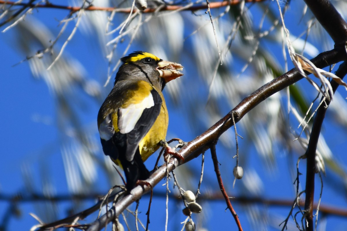 Evening Grosbeak - ML644197198