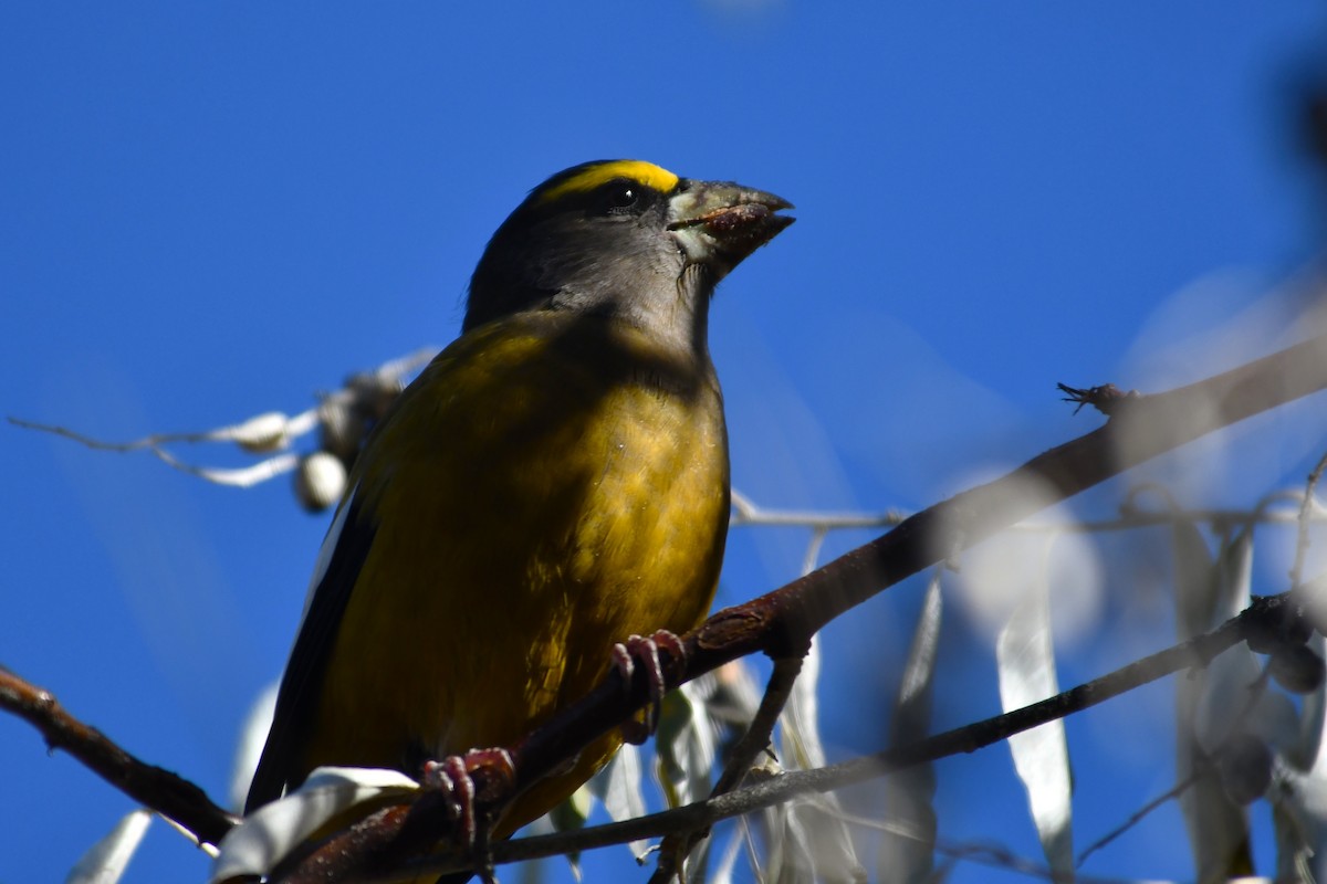 Evening Grosbeak - ML644197209
