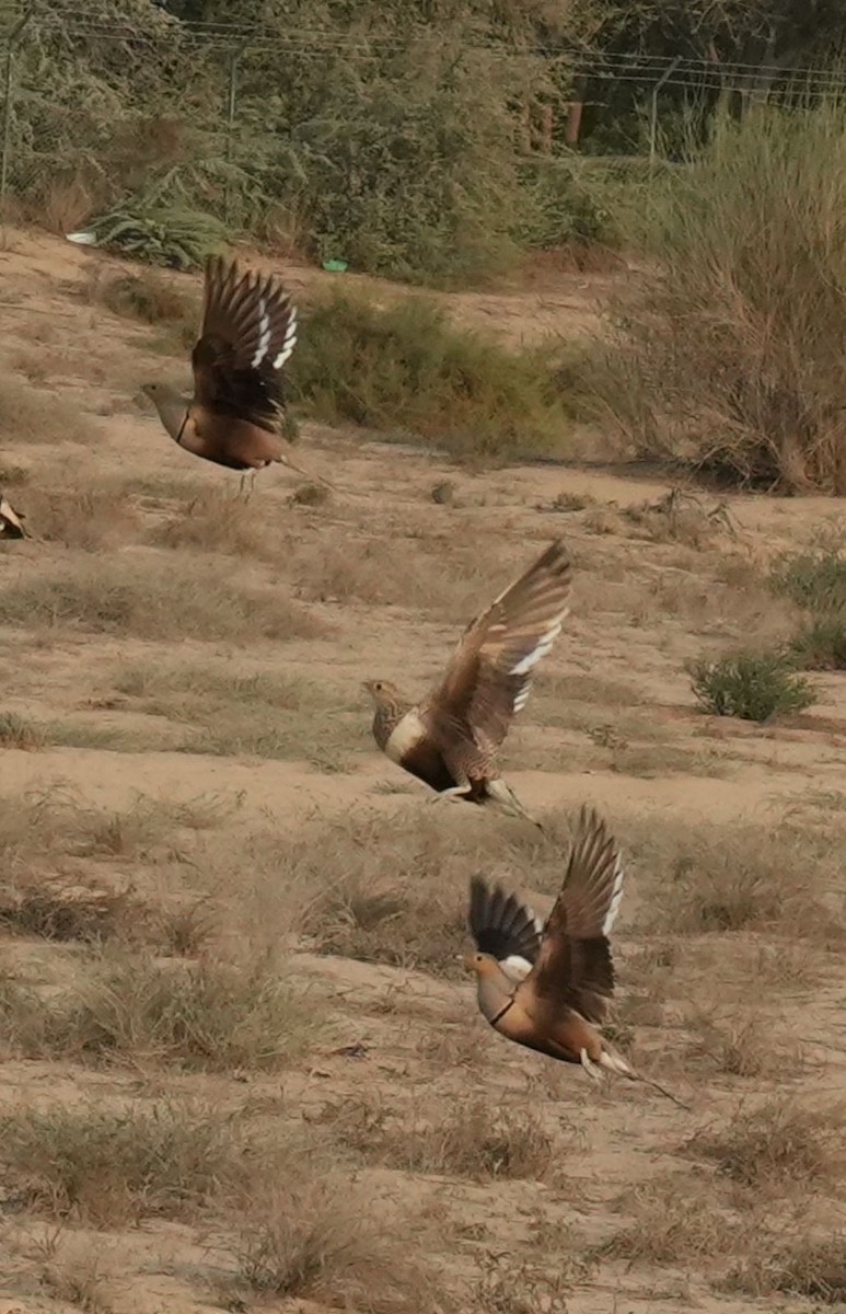 Ganga azpiarrea - ML644197225