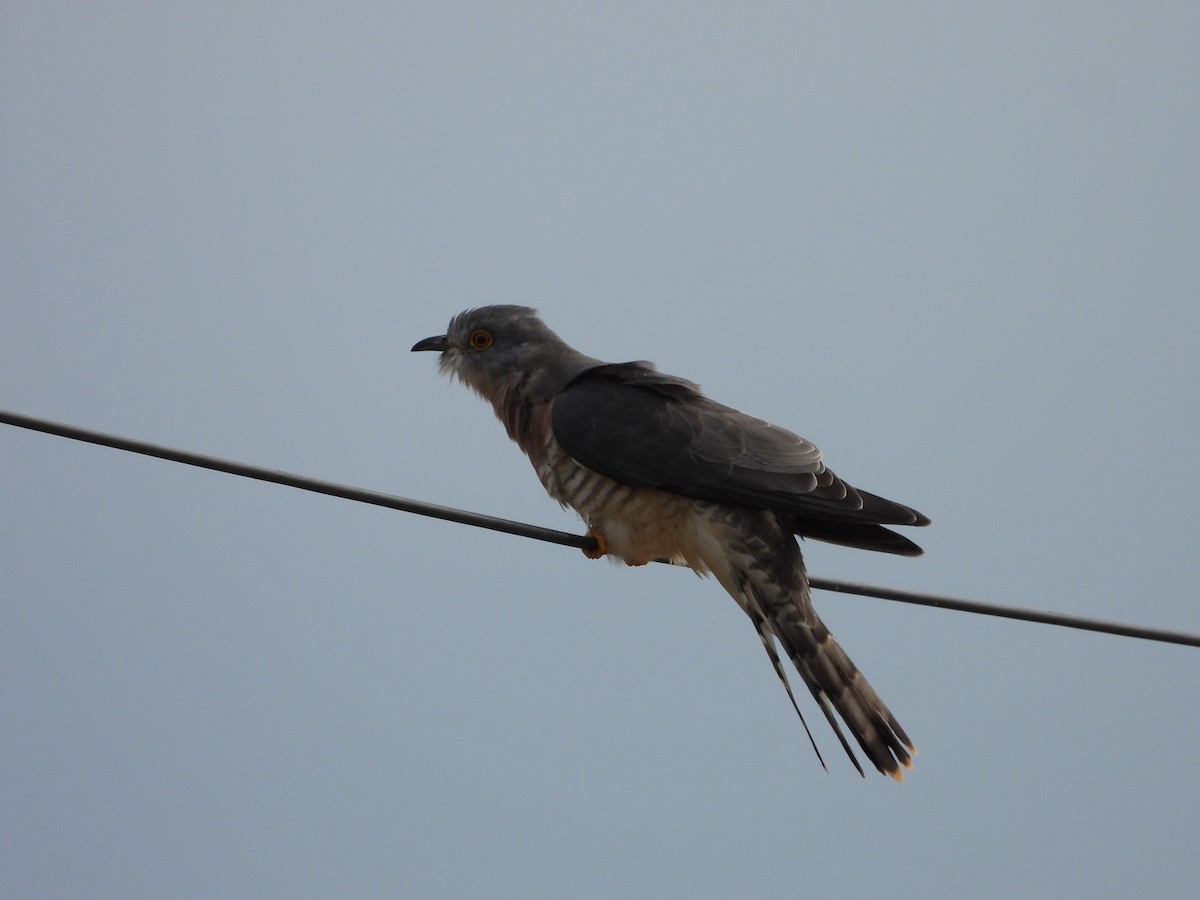 ハイタカジュウイチ - ML644197238