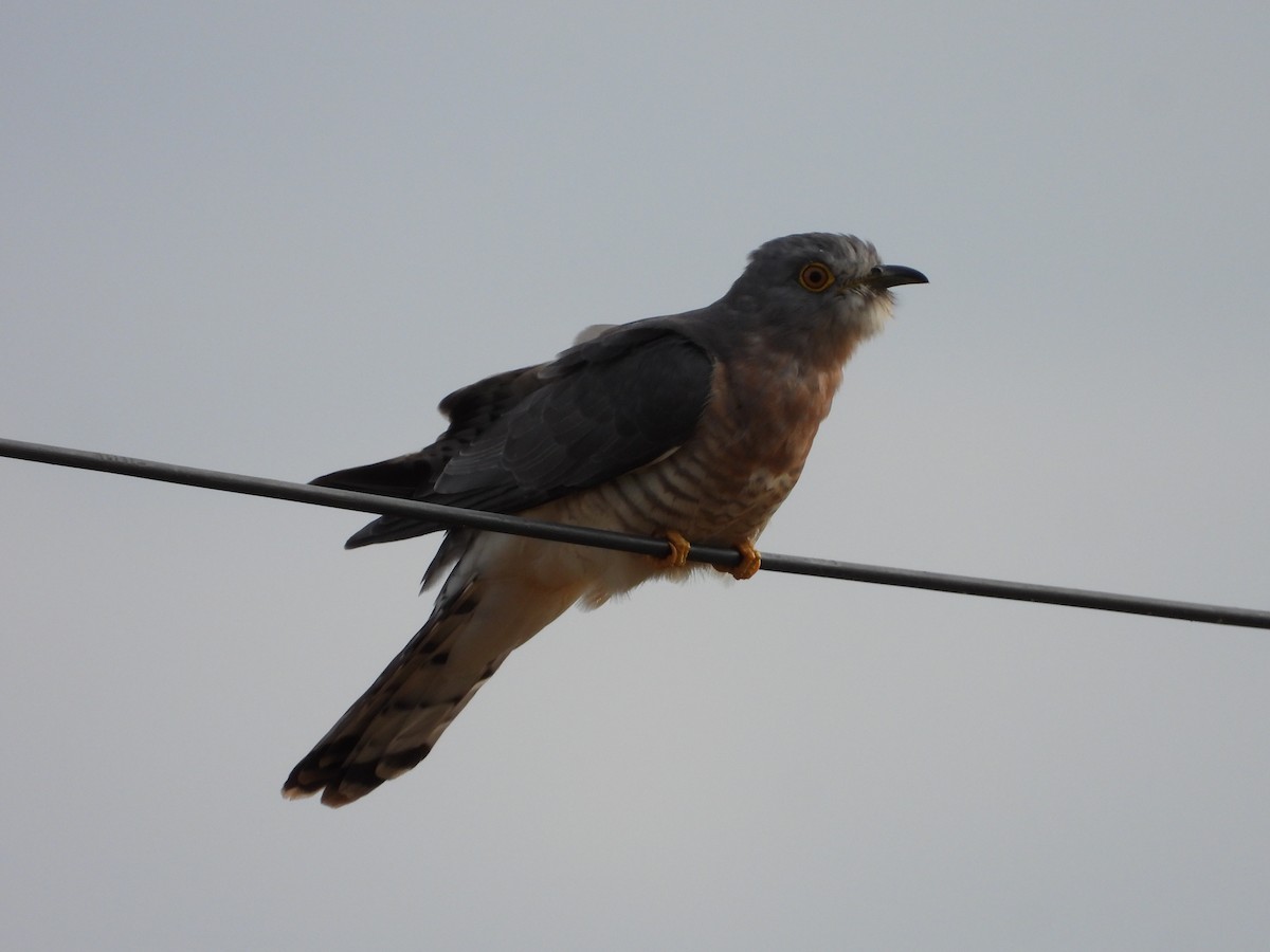 ハイタカジュウイチ - ML644197239