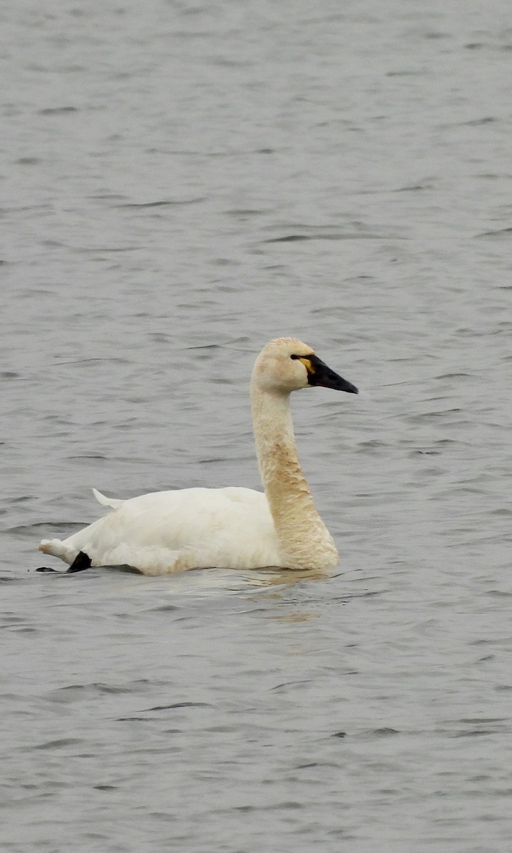 Cigno minore - ML644197240