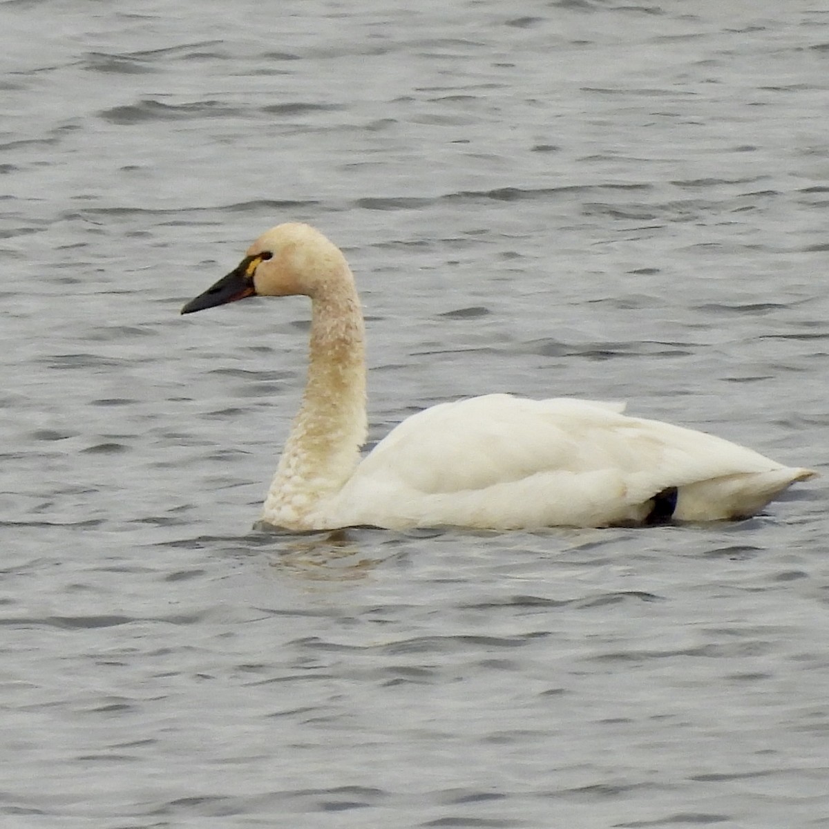 Cigno minore - ML644197241