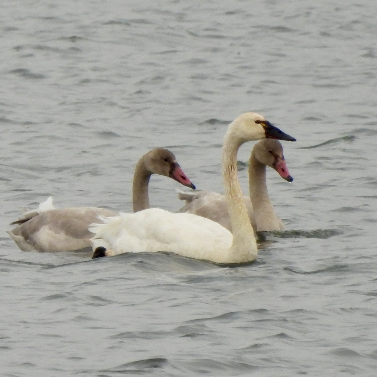 Cigno minore - ML644197242