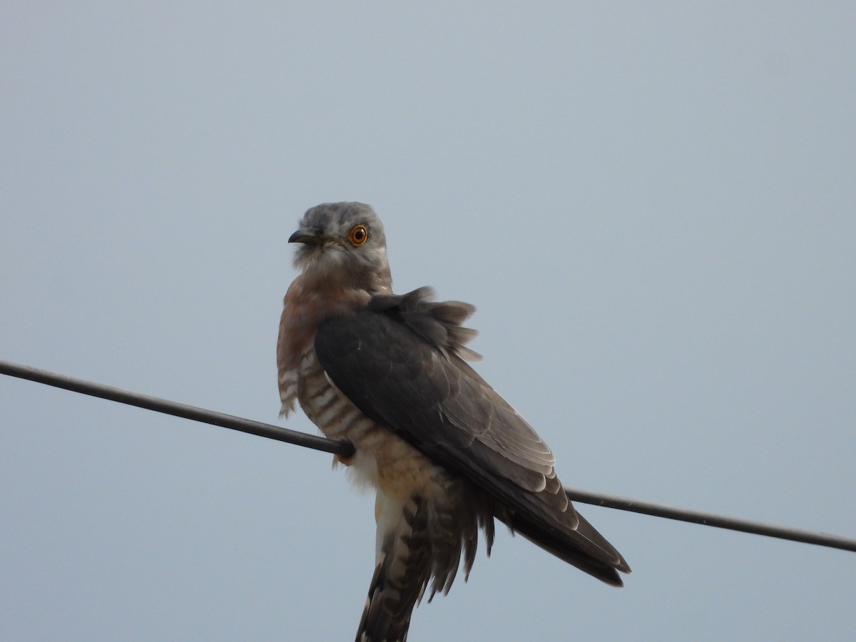 ハイタカジュウイチ - ML644197243