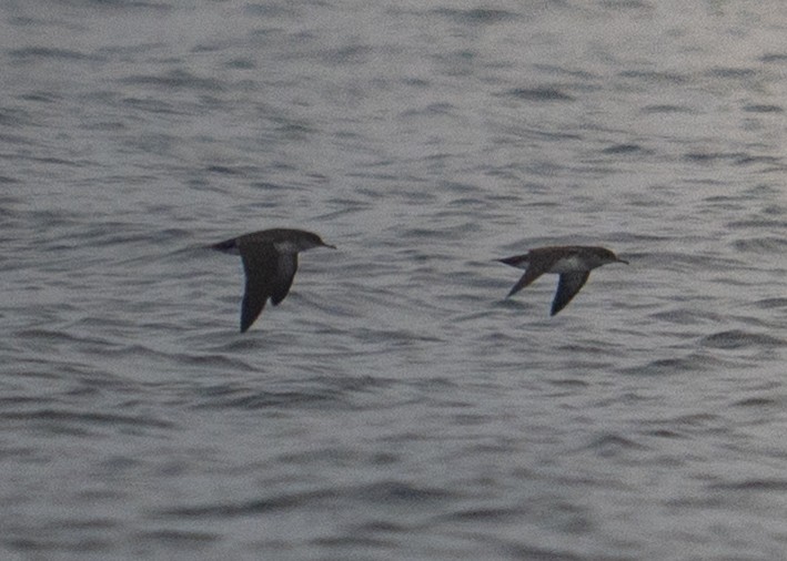 Black-vented Shearwater - ML644197245
