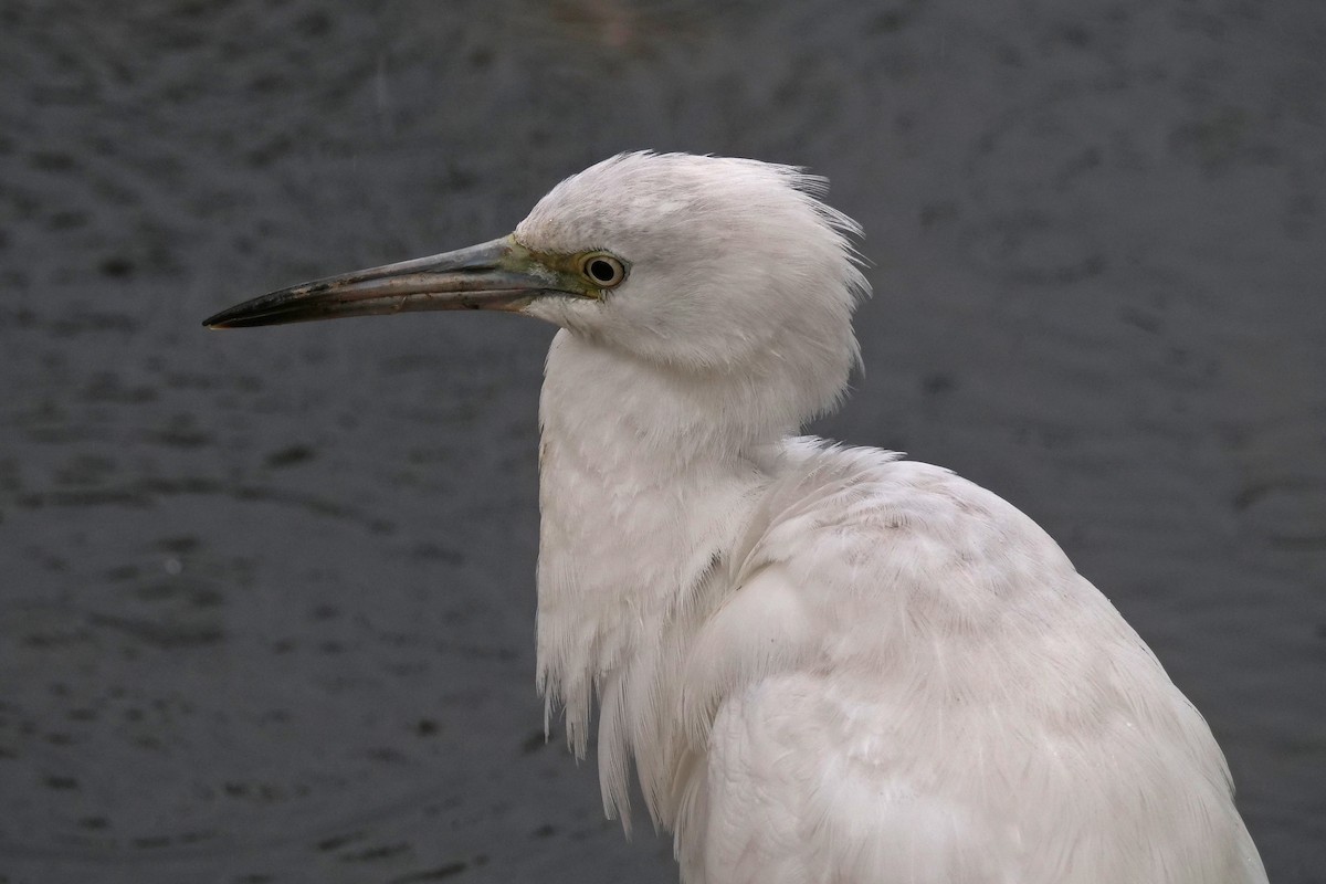 Little Blue Heron - ML644197248