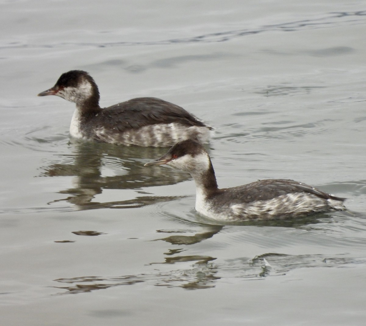 Svasso cornuto - ML644197249