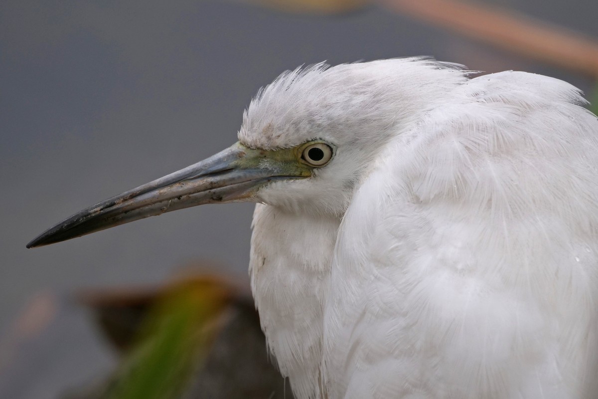 Little Blue Heron - ML644197254
