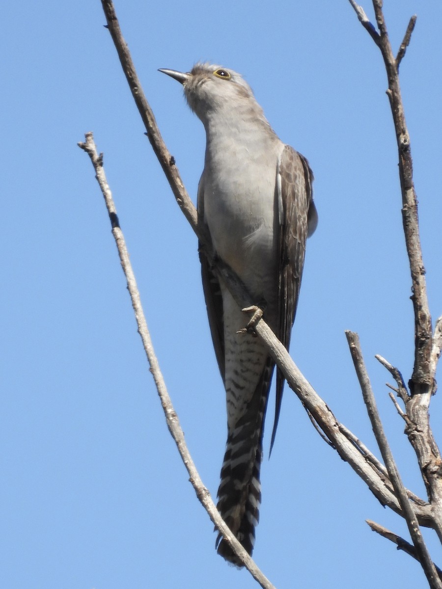 Pallid Cuckoo - ML644197256