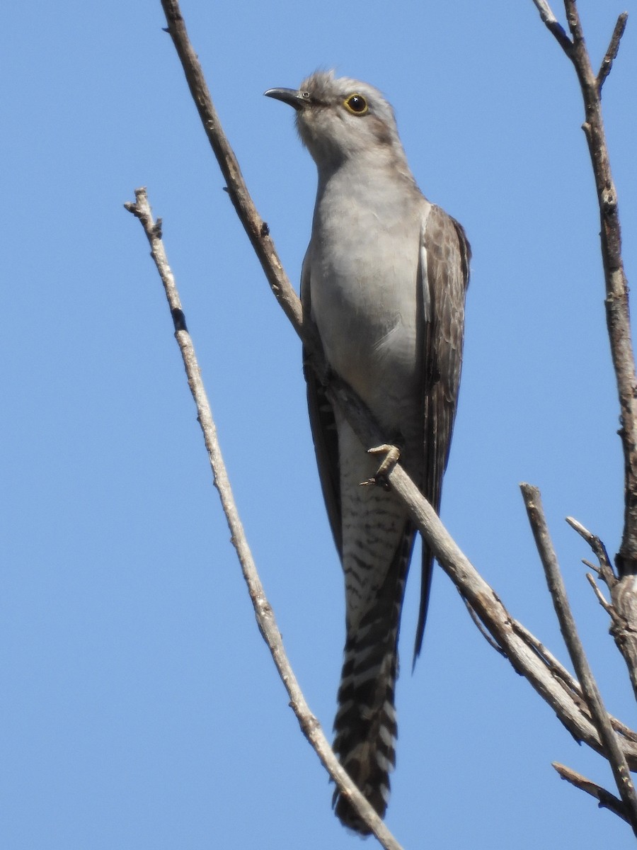 Pallid Cuckoo - ML644197257