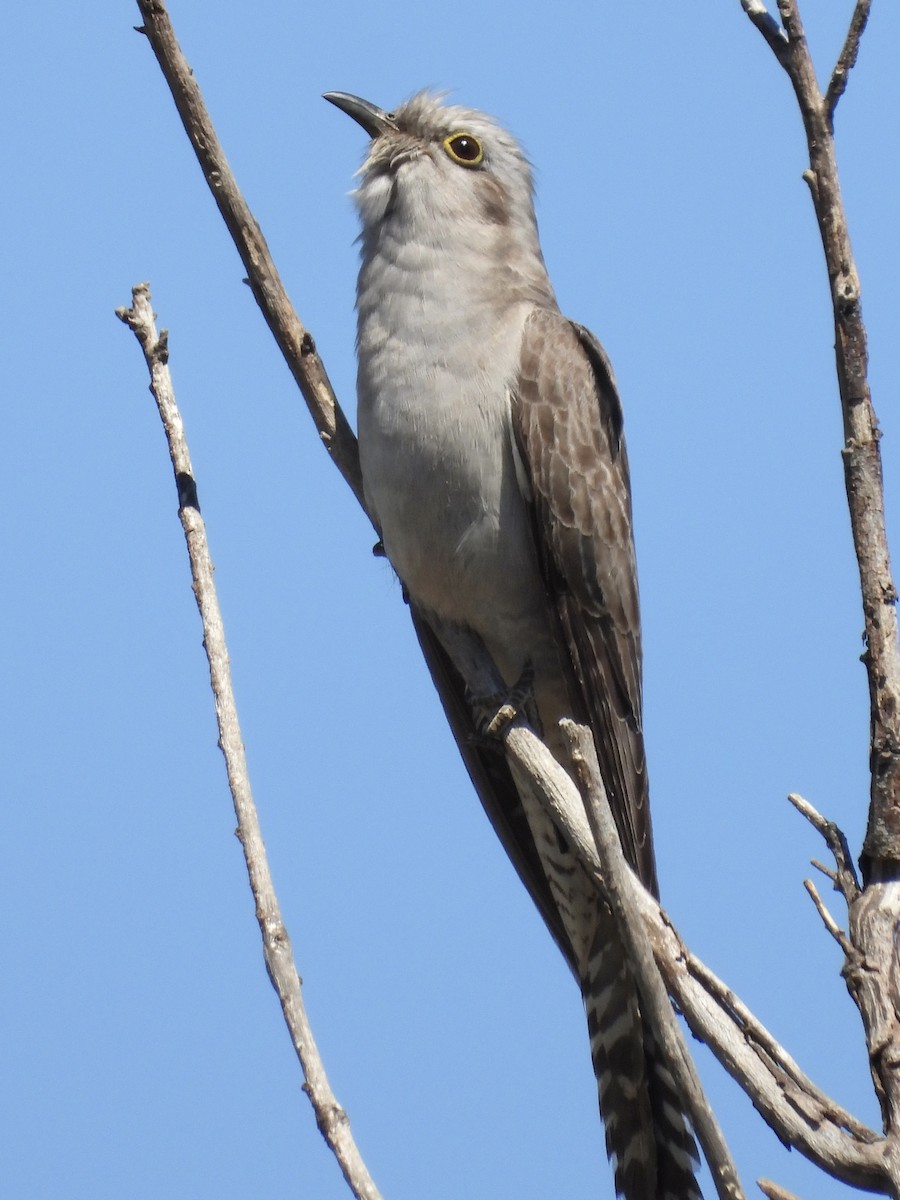 Pallid Cuckoo - ML644197258