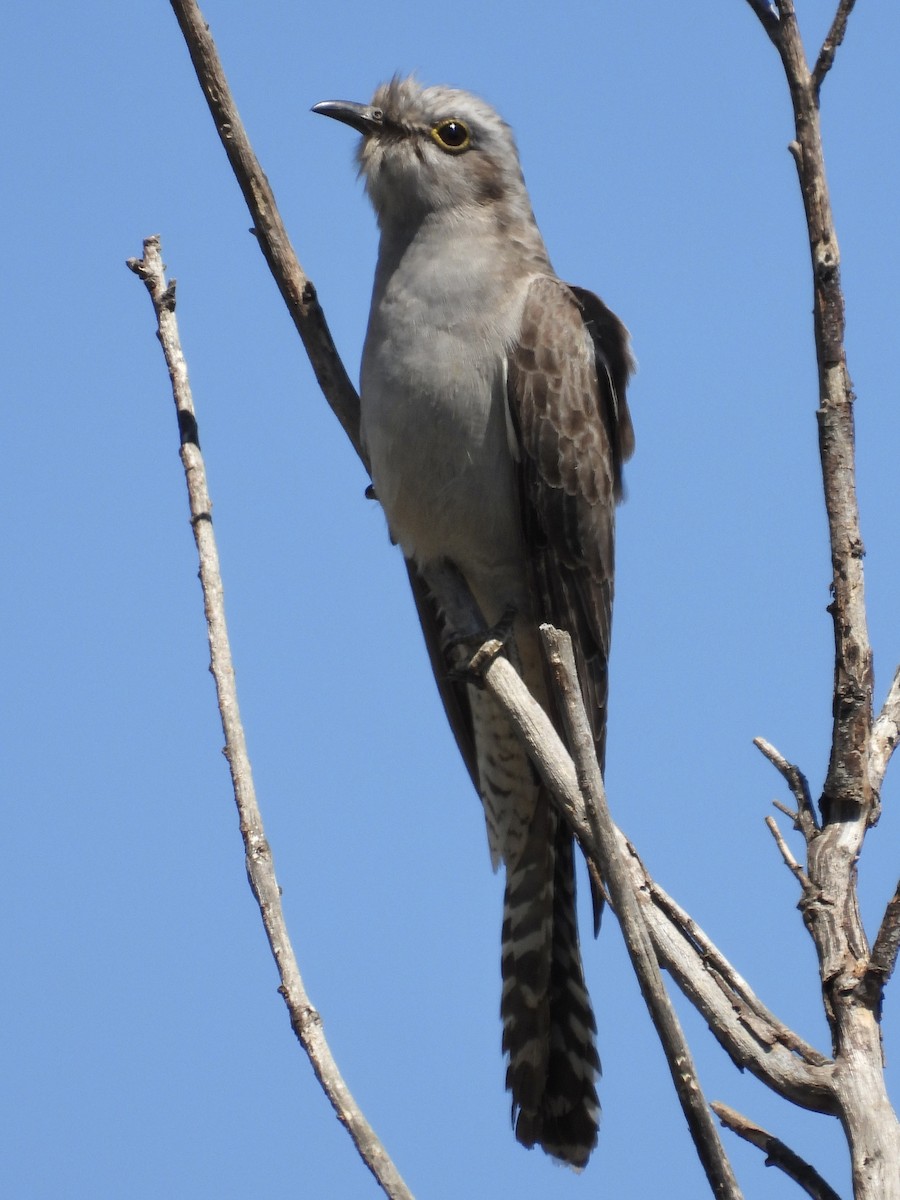 Pallid Cuckoo - ML644197259