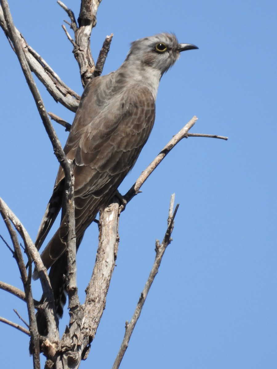Pallid Cuckoo - ML644197260