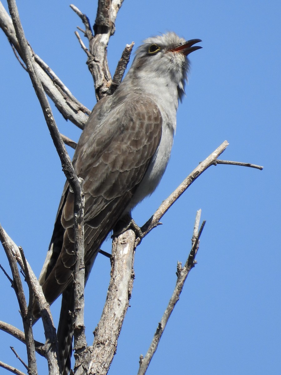 Pallid Cuckoo - ML644197261