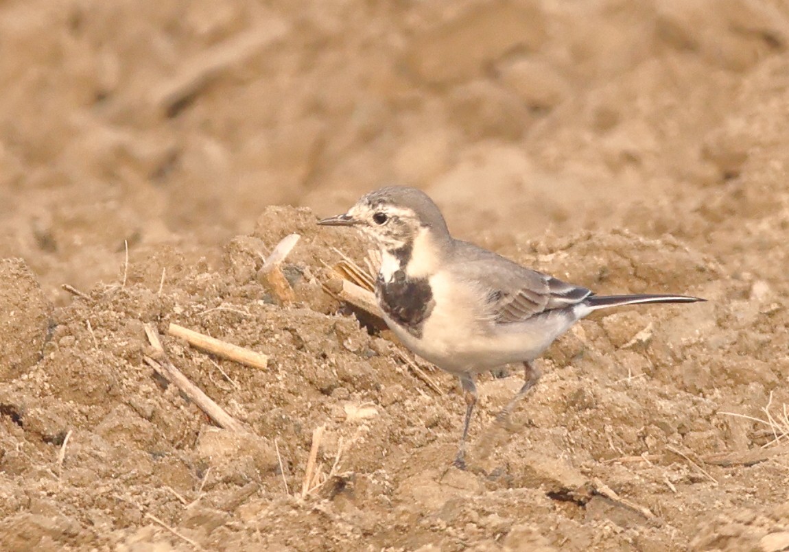 White Wagtail - ML644197264