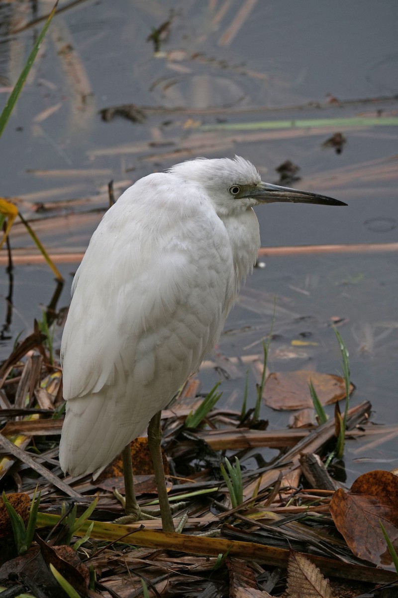 Little Blue Heron - ML644197270