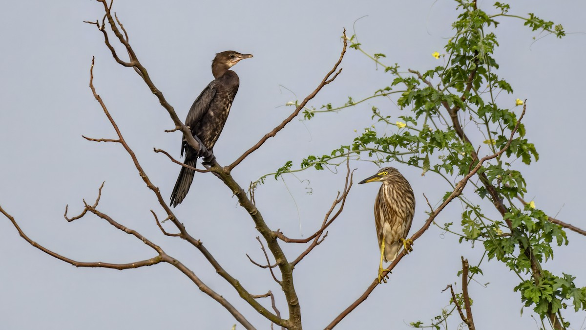 アジアコビトウ - ML644197271