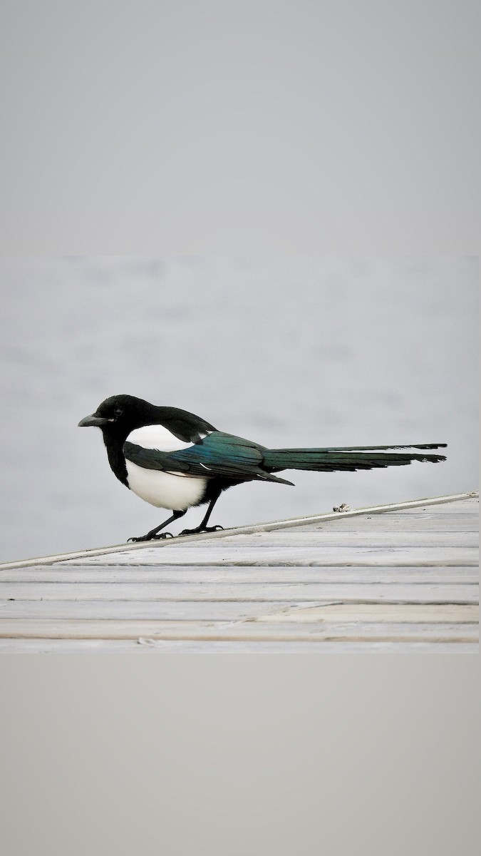 Black-billed Magpie - ML644197276