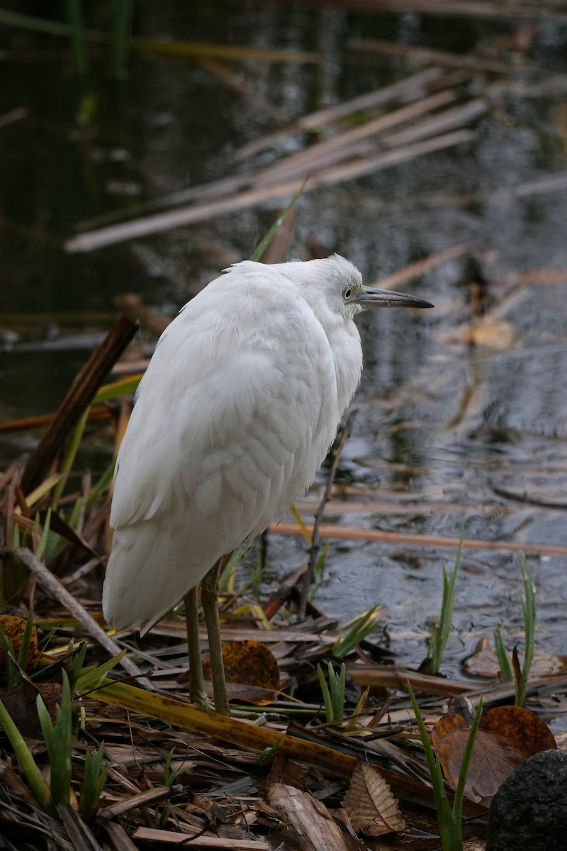 Little Blue Heron - ML644197282