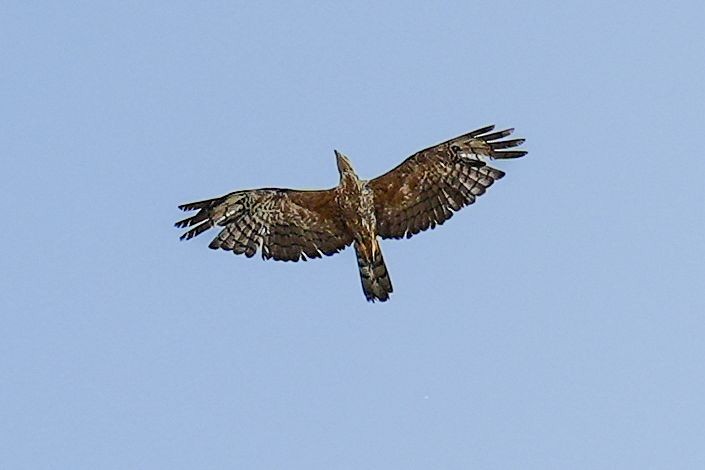 Oriental Honey-buzzard - ML644197285