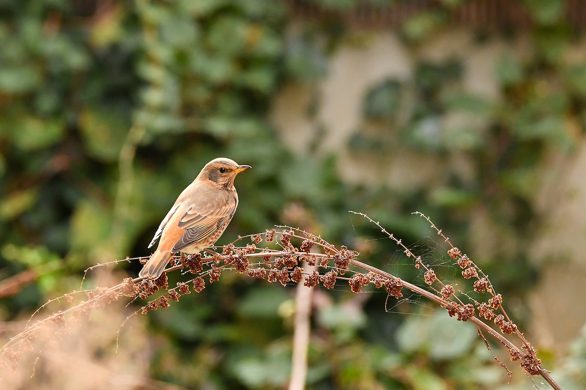 Naumann's Thrush - ML644197304