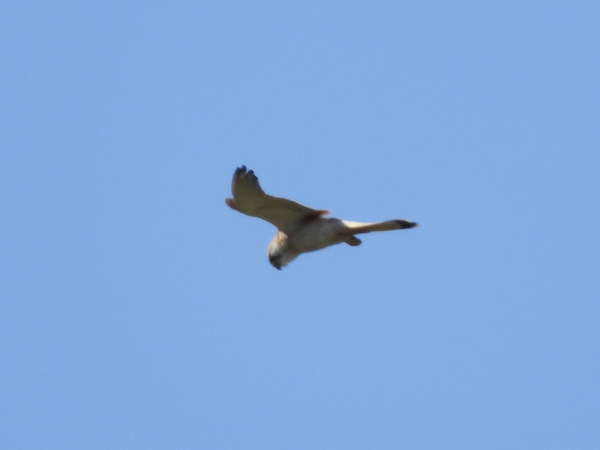 Nankeen Kestrel - ML644197306