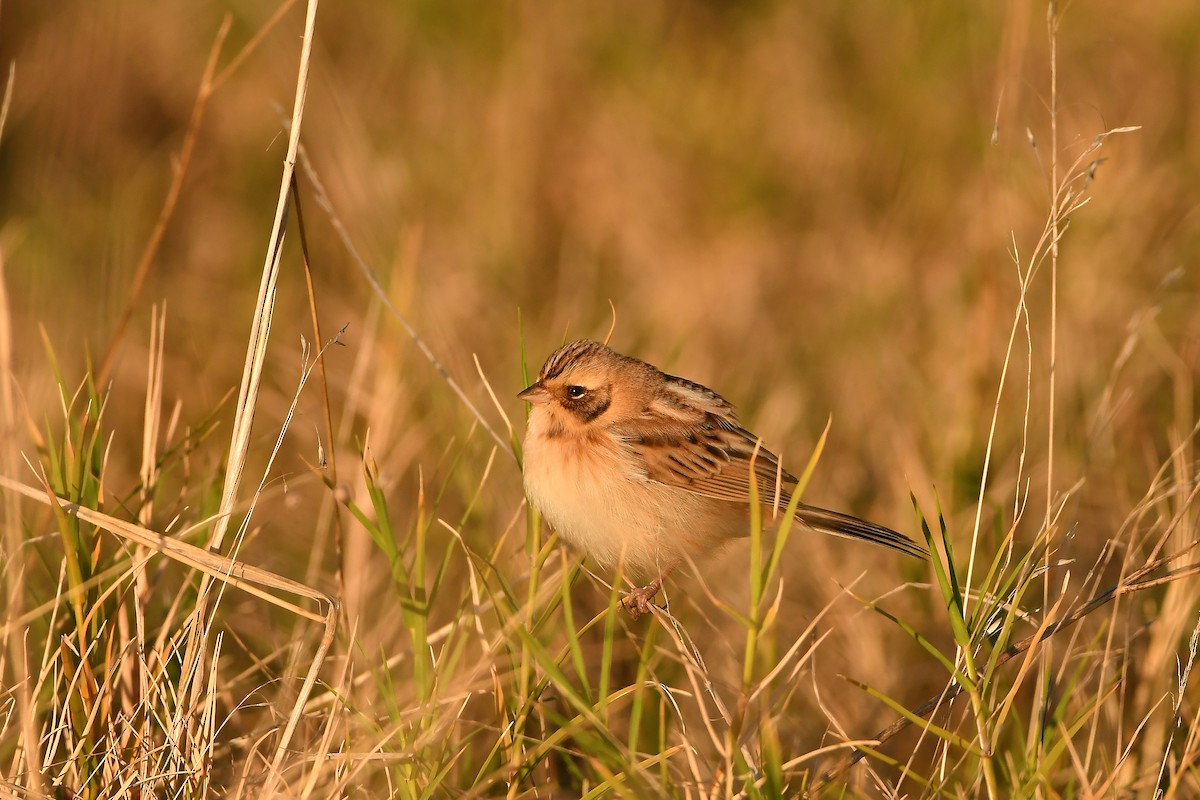 Ochre-rumped Bunting - ML644197307