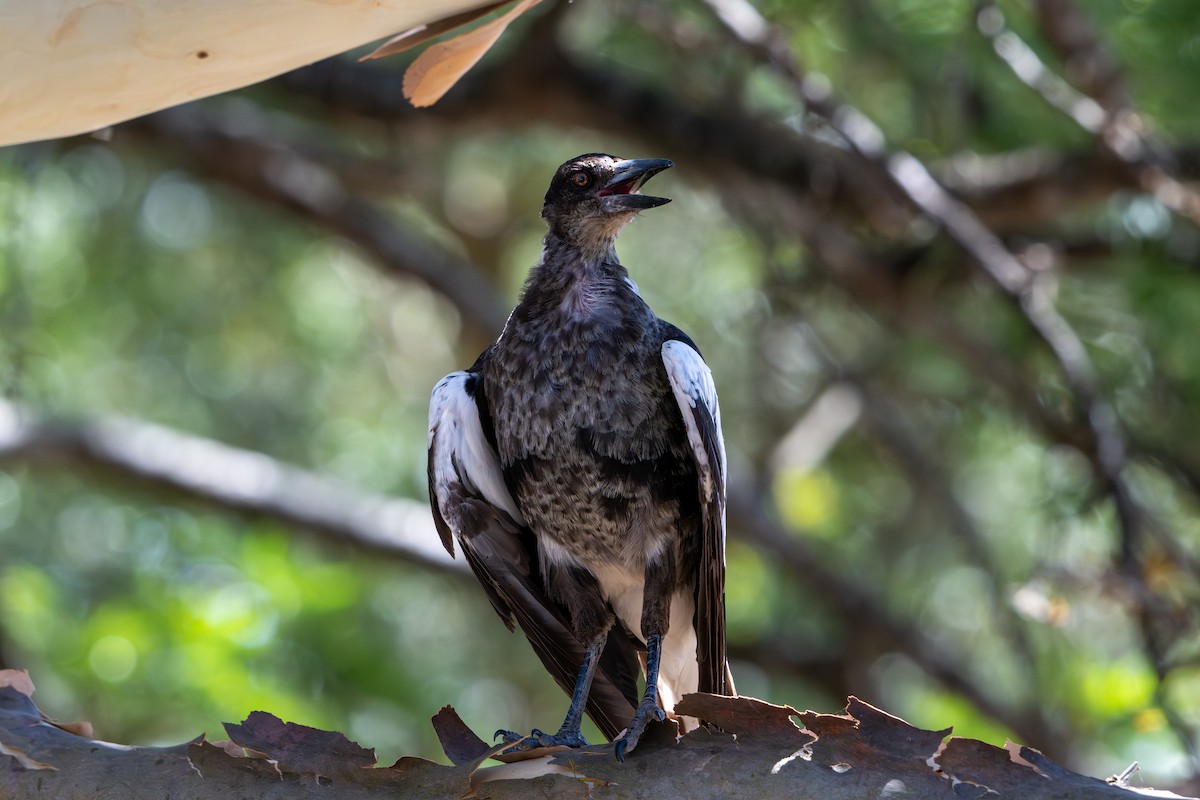 Australian Magpie - ML644197309