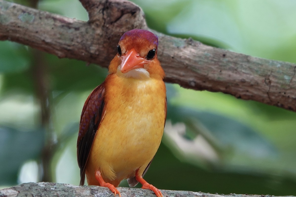 Rufous-backed Dwarf-Kingfisher - ML644197312