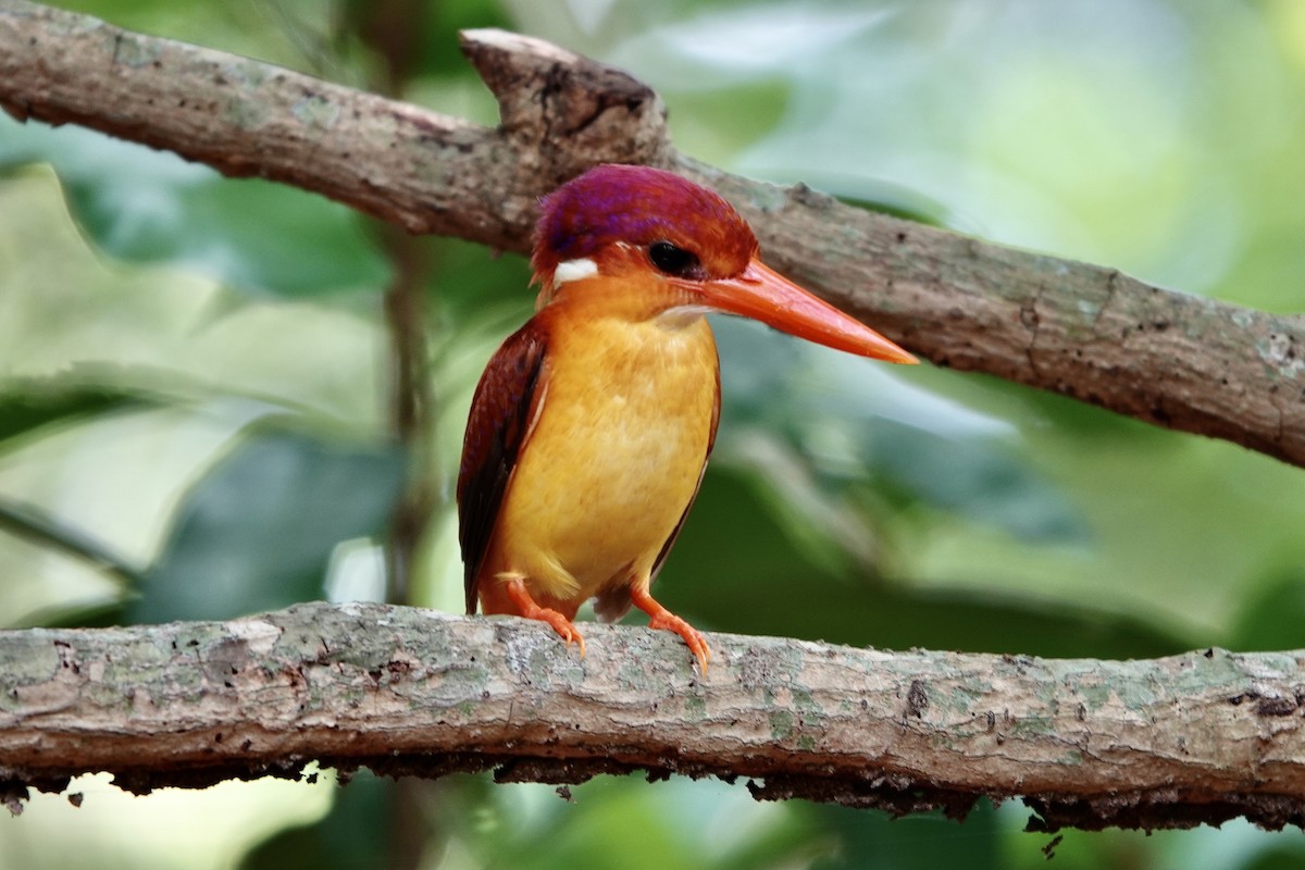 Rufous-backed Dwarf-Kingfisher - ML644197313