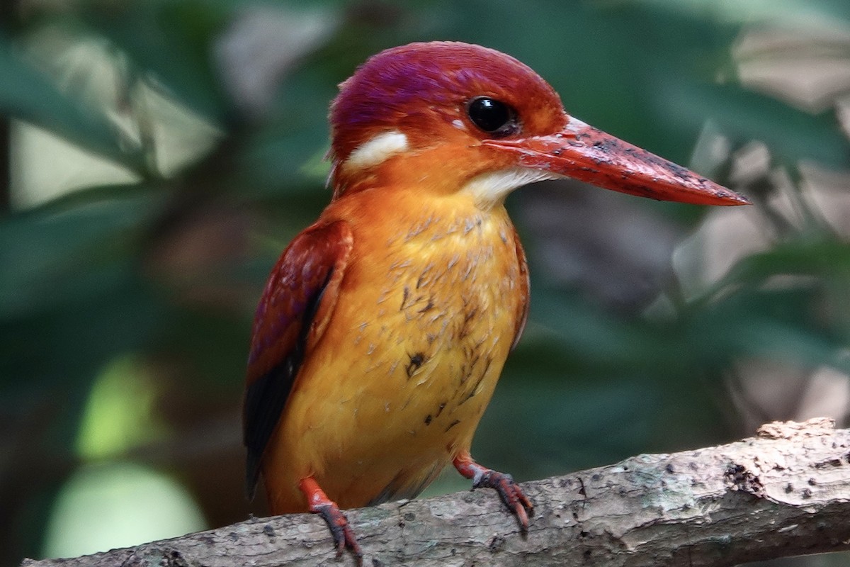Rufous-backed Dwarf-Kingfisher - ML644197314