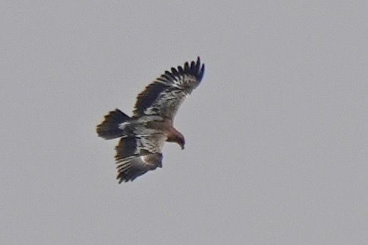 Greater Spotted Eagle - ML644197315