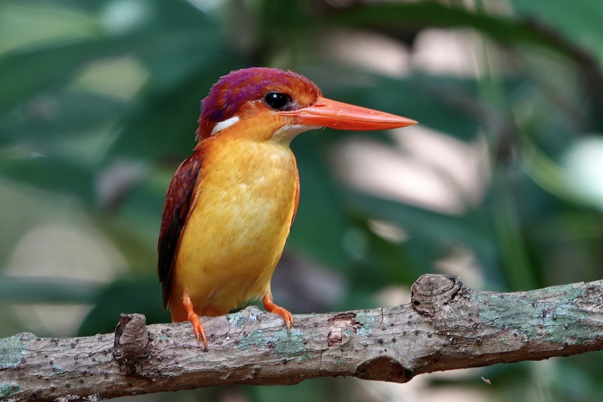 Rufous-backed Dwarf-Kingfisher - ML644197316