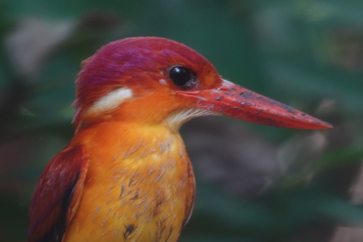 Rufous-backed Dwarf-Kingfisher - ML644197317