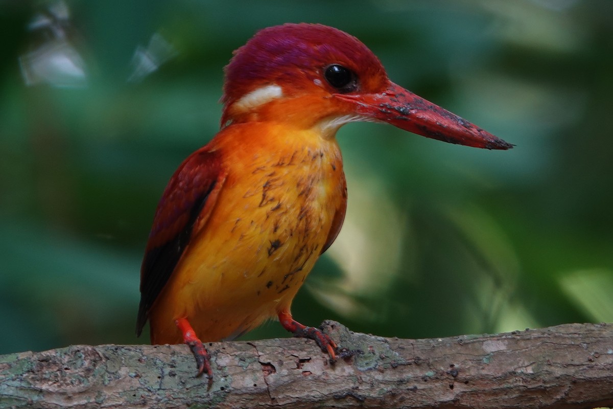 Rufous-backed Dwarf-Kingfisher - ML644197318