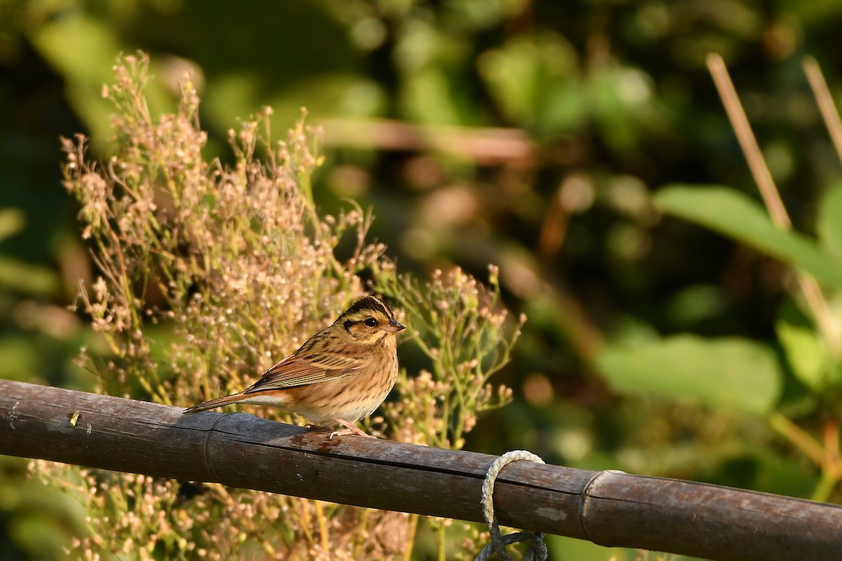 Самнаа хөмрөг - ML644197319