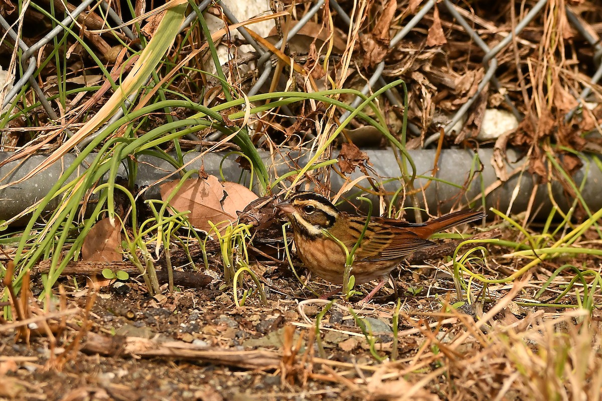 Самнаа хөмрөг - ML644197320