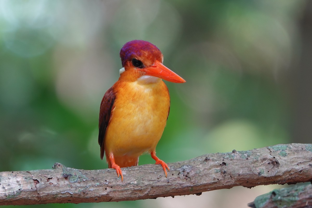 Rufous-backed Dwarf-Kingfisher - ML644197321