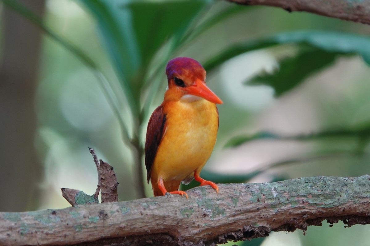 Rufous-backed Dwarf-Kingfisher - ML644197322