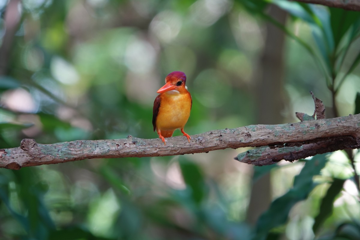 Rufous-backed Dwarf-Kingfisher - ML644197323
