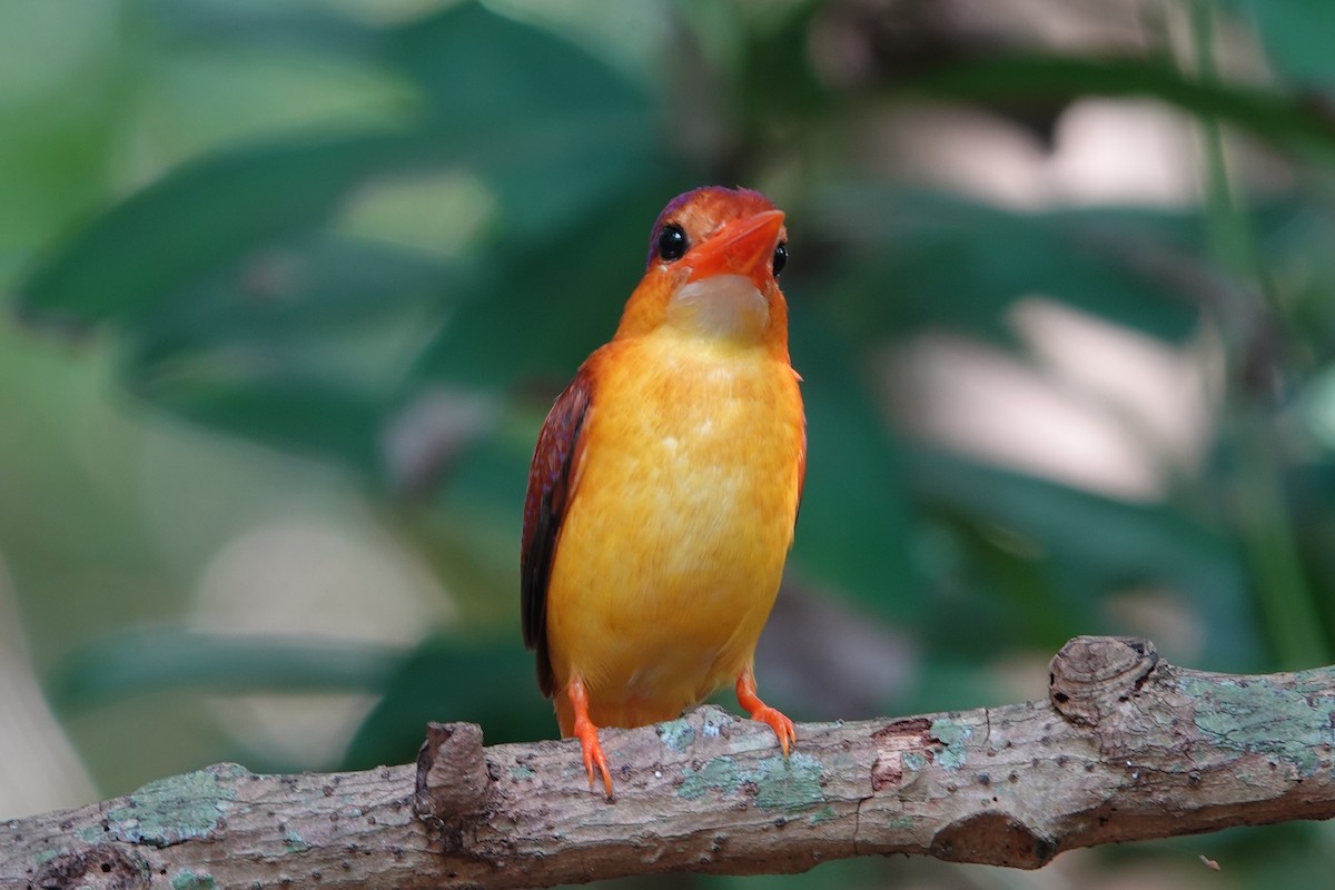 Rufous-backed Dwarf-Kingfisher - ML644197324