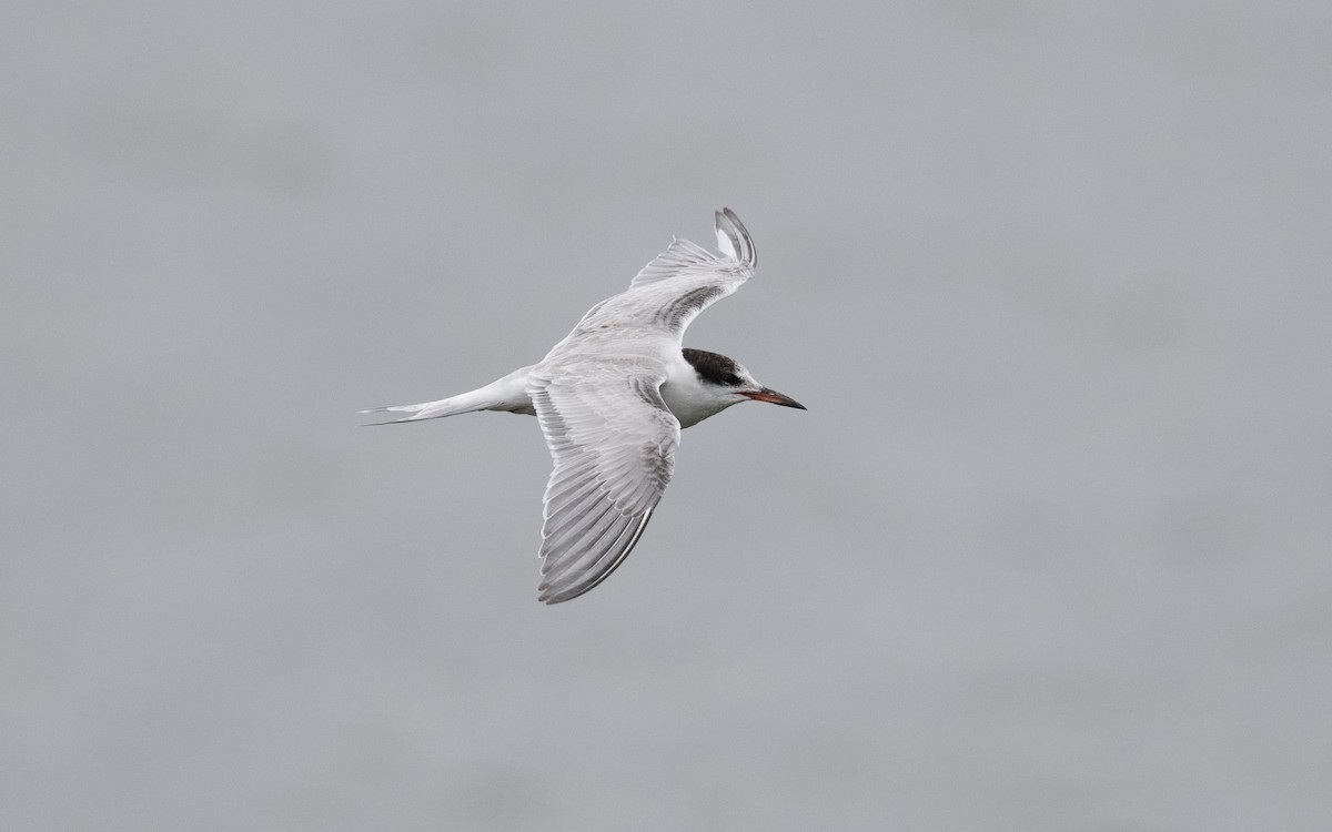 Common Tern - ML644197328