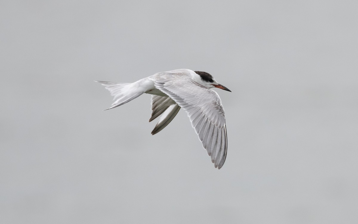 Common Tern - ML644197329