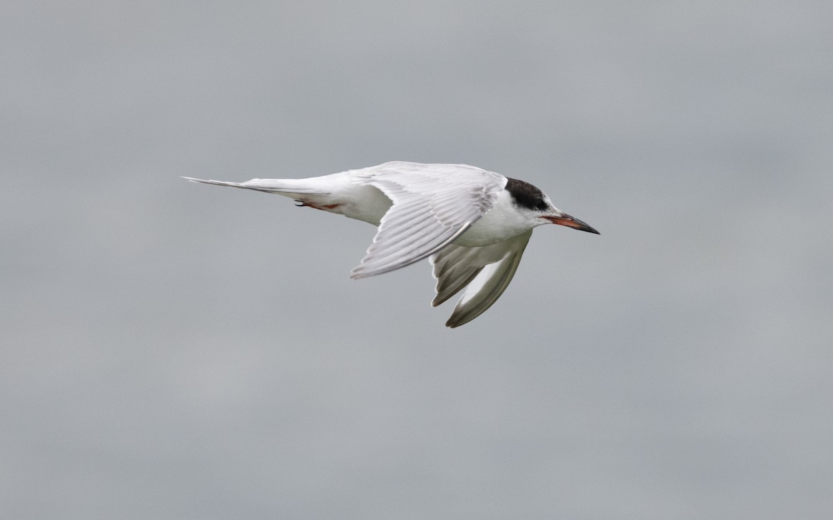Common Tern - ML644197330