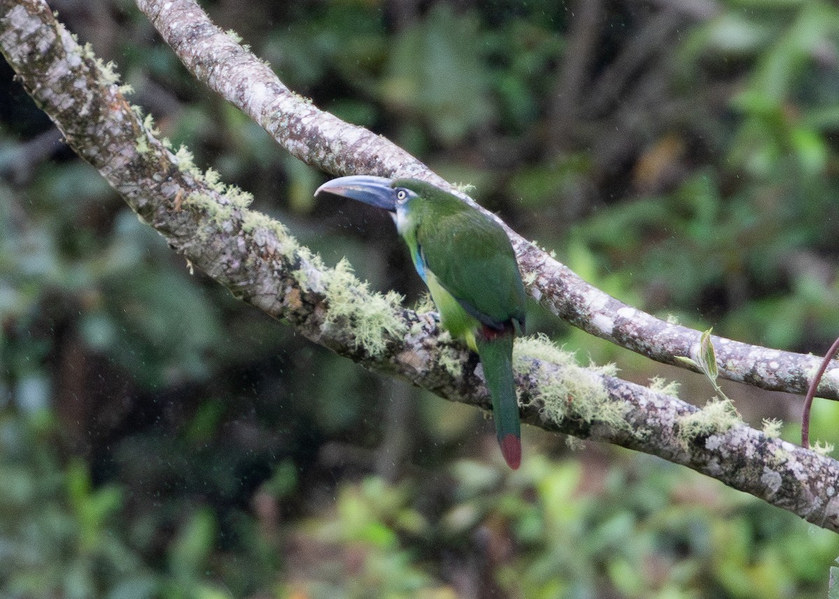 Blue-banded Toucanet - ML644197332
